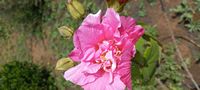 Hibiscus mutabilis 'Flora Plena' Hibiscus mutabilis 'Flora Plena'